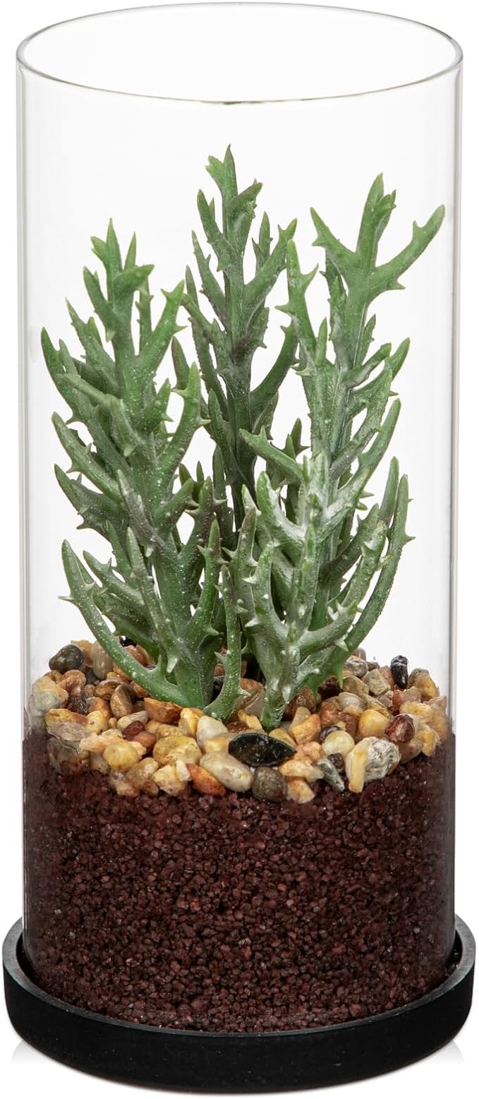 Artificial Succulent in Cylindrical Glass Vase Small Fake Senecio Plant with Modern Glass Terrarium Faux Plants Indoor Gift for Plant Lover Decor for Home Office Table Desk Shelf