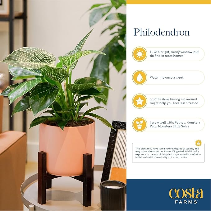 Costa Farms Philodendron Painted Lady Live Plant in Self Watering Pot, Air Purifying Indoor Houseplant, Home, Room, or Office Decor, House Warming or Birthday Gift, 12-16 Inches Tall