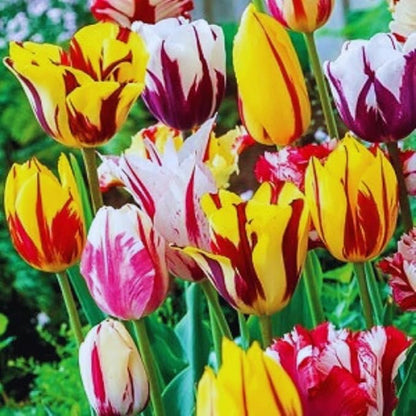 10 Tulip Bulbs for Fall Planting Bulk, Tulip Bulb, Perennial Flower Bulbs for Garden Growing, Tulip Bulbs Bulk (Mix)