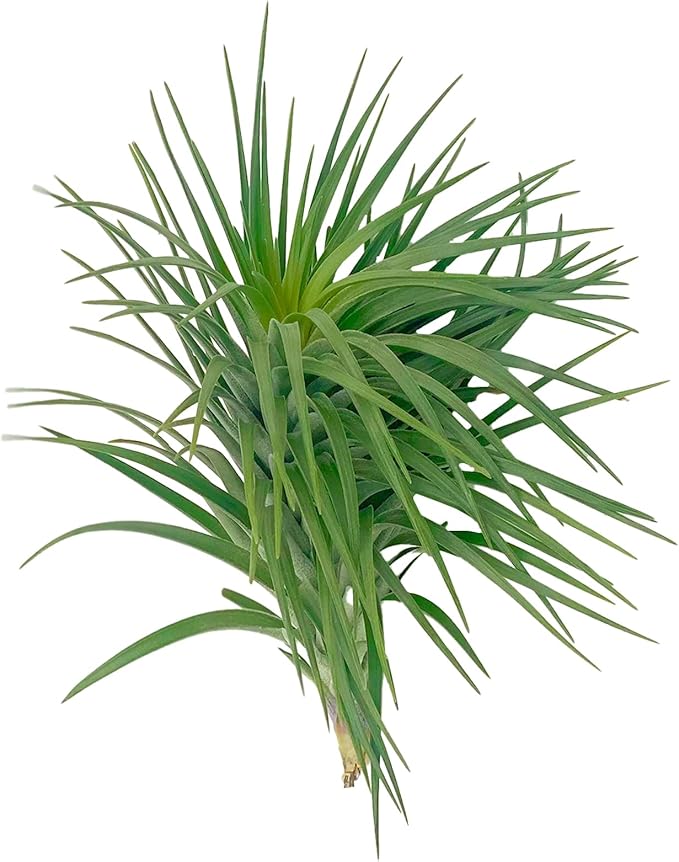 ragnaroc Air Plants - Flowering Tillandsia Pink Paske Large 5" - 2ct - Live Arrival Guaranteed - House Plants for Home Decor & Gift