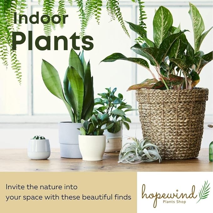 Silver Sword Philodendron, Rare Variety, Live Indoor Plant, 4 inch Pot - Hopewind Plants Shop