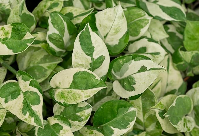 Pearls and Jade Pothos - Epipremnum aureum - 4" Pot - Good in Low Light