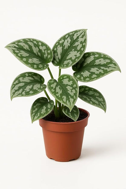 Silver Heart Pothos - 2 Inch Potted and Rooted - Great Indoor Plant - Air Purification - Easy Care