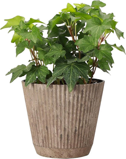 Thorsen's Greenhouse Live Green English Ivy Plant, Hedera Helix, Natural Air Purifier, Easy to Grow, Live Indoor Houseplant, 4" Diameter Pot (Coffee)