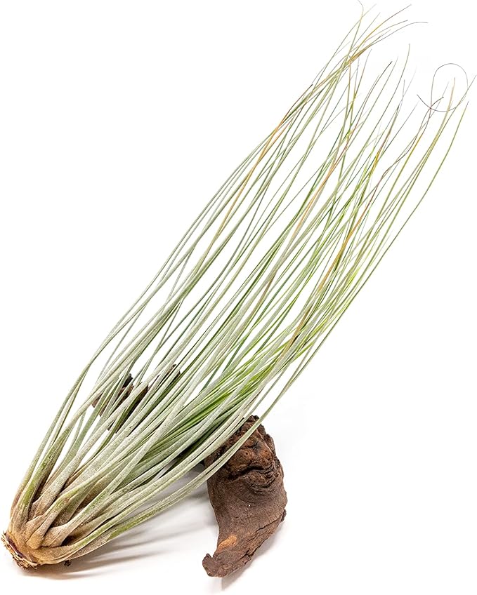 Large Juncea Air Plants 8 to 10 Inches - Live Succulent House Plants - Available in Wholesale and Bulk - Home and Garden Decor - Easy Care Indoor & Outdoor Air Plant (Pack of 3)
