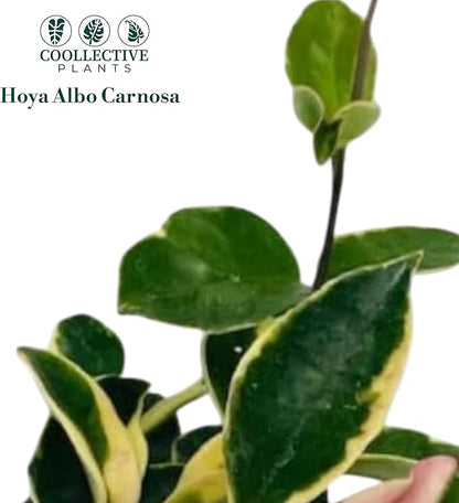 Hoya Albo Carnosa – Live Plant in 4″ Grower’s Pot, Easy to Grow Low Maintenance Indoor Houseplant, Live Indoor, Includes UniHeat Pack for Winter Protection