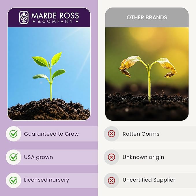 20 Jumbo Saffron Sativus Crocus Corms for Planting 2025 - Large 9/10 cm Saffron Crocus Bulbs - Premium Crocus Sativus for High-Yield Saffron Harvest