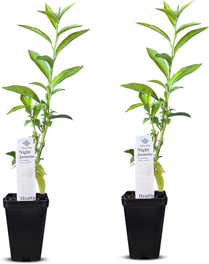 Night Blooming Jasmine Live Plant - Cestrum Nocturnum. Fragrant Flowering Shrub for Garden, Patio or Window (2 ngt.jas Cups)