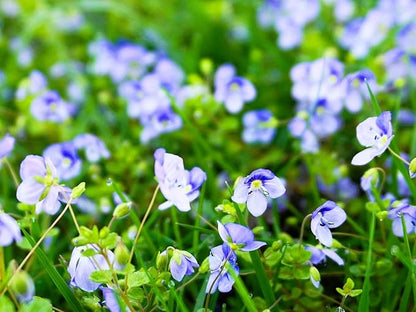 Greenwood Nursery: Live Ground-Cover Plants - 'Georgia Blue' Creeping Speedwell + Veronica Peduncularis - [Qty: 10x Pint Pots] - (Click for Other Available Plants/Quantities)