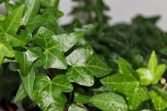 English Ivy Globe - 3 Live Plants in 4 Inch Pots - Hedera Helix - Florist Quality - Beautiful Easy Care Indoor Air Purifying Topiary Houseplant Vine