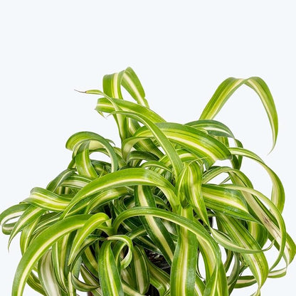 Hanging Curly Spider Plant Live in 4 Inch Pot | Bonnie Spider Plant | Air-Purifying | Low Maintenance | Perfect for Home and Office Decor | Easy Care Starter Plants