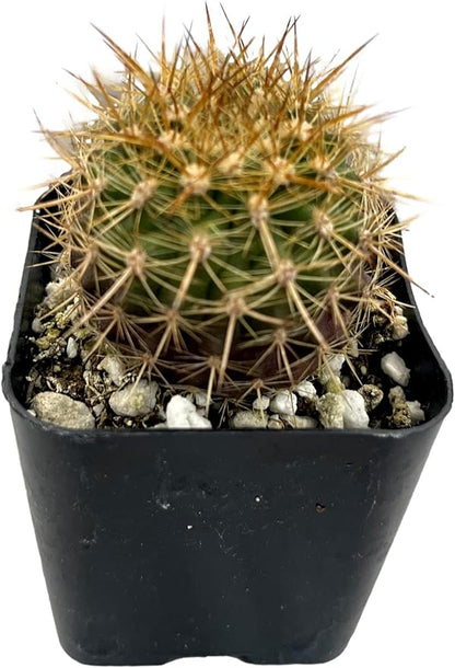Fatplants Mini Cactus Plants Live Plants (4 Pack), Cactus Plant Indoor Live Plants, Cacti Plants Live Cactus Decor, Succulents Plants Live Houseplants, Mini Cactus Gifts in Cactus Soil Potting Mix