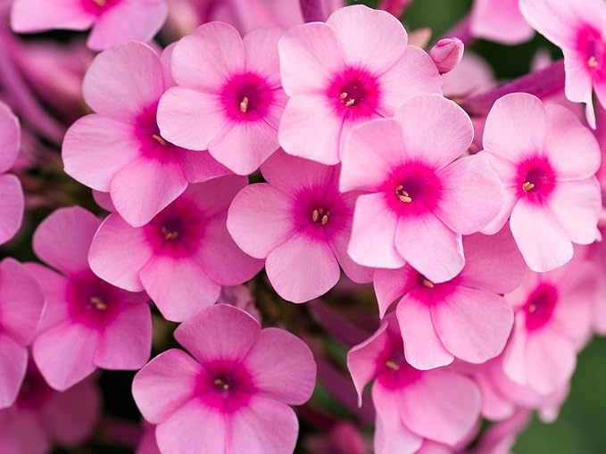 Greenwood Nursery: Live Ground-Cover Plants - Pink Creeping/Moss Phlox + Subulata - [Qty: 2X Pint Pots] - (Click for Other Available Plants/Quantities)