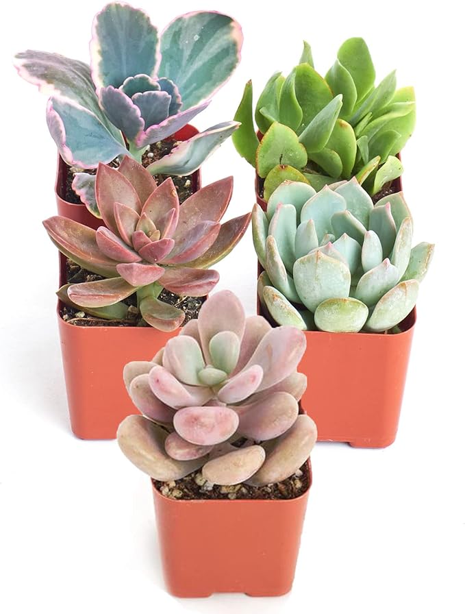 Shop Succulents Pastel Succulent Plant Pack Collection - Live Mini Succulent Plants, Low Maintenance, Bright & Serene Colors & Textures - Wedding and Party Favors, Gift & Garden, Pack of 5