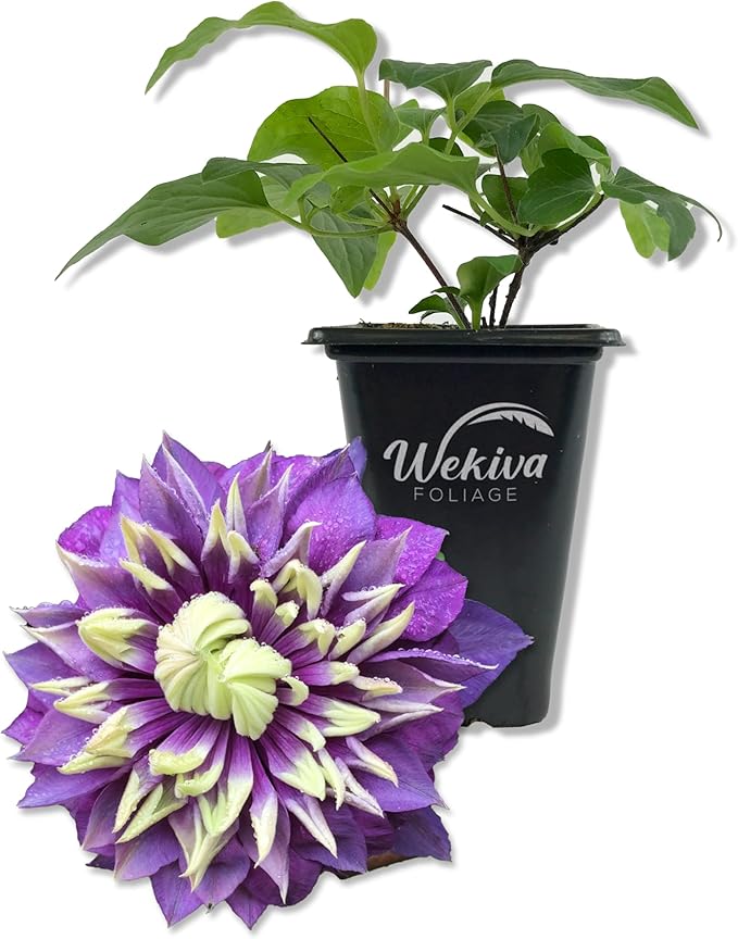Clematis Taiga - Live Starter Plant in a 2 Inch Growers Pot - Starter Plants Ready for The Garden - Rare Clematis for Collectors