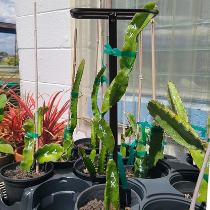 Premium Dragon Fruit Trellis - Durable Metal Trellis for Vertical Gardening and Climbing Plants - 12in x 12in x 50in