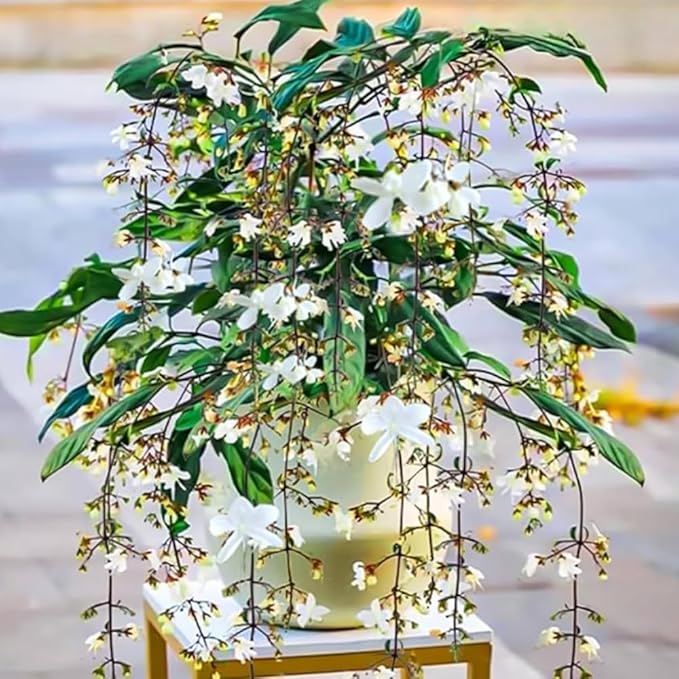 Clerodendrum Plant Live, Houseplant Well Rooted, Fragrant Light Bulb Chain of Glory Flowers Vine, 5 to 9 Inch Tall, No Pot (Clerodendrum Wallichii Smithianum)