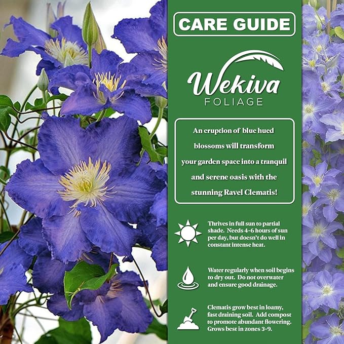 Clematis Ravel - 2 Live Starter Plants in 2 Inch Growers Pots - Starter Plants Ready for The Garden - Rare Clematis for Collectors