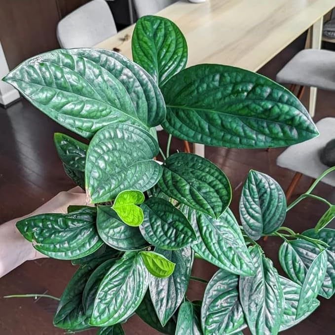 2 Rare Philodendron Live Plants Varieties Collection, Philodendrons Plants Size 5-9 Inc for Indoor Houseplant Décor, Ornamental Tropical Well-Rooted (Monstera Dark Green)