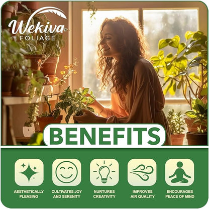 Neanthe Bella Parlor Palm - Live Plant in a 4 Inch Pot - Chamaedorea Elegans - Beautiful Clean Air Indoor Houseplant