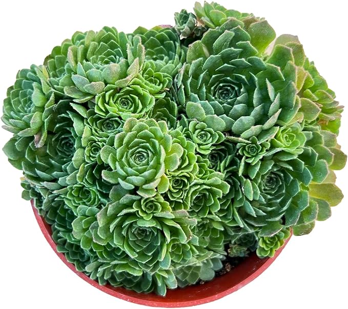 Live Succulent Plants Rosularia platyphylla, Rare Succulents Fully Rooted in 4" Pots with Soil, Easy-Care House Plant, Standard Packaging
