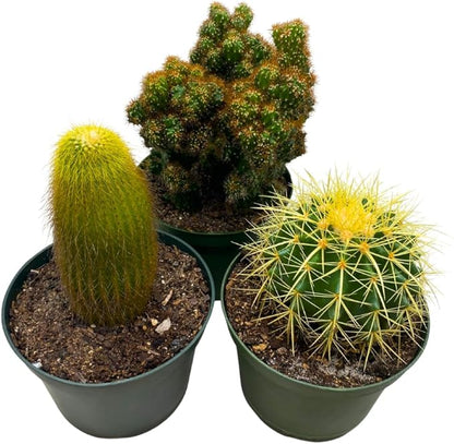 BubbleBlooms Cactus Assortment 6 inch Pots Set of 3