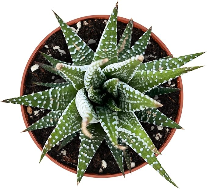 Sprout N Green Haworthiopsis fasciata 'Big Band', Live Succulent Fully Rooted in 4" Pots, Rare House Plant for Home Office Indoor Outdoor Wedding Decoration, DIY Projects, Party Favor