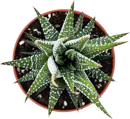 Sprout N Green Haworthiopsis fasciata 'Big Band', Live Succulent Fully Rooted in 4" Pots, Rare House Plant for Home Office Indoor Outdoor Wedding Decoration, DIY Projects, Party Favor
