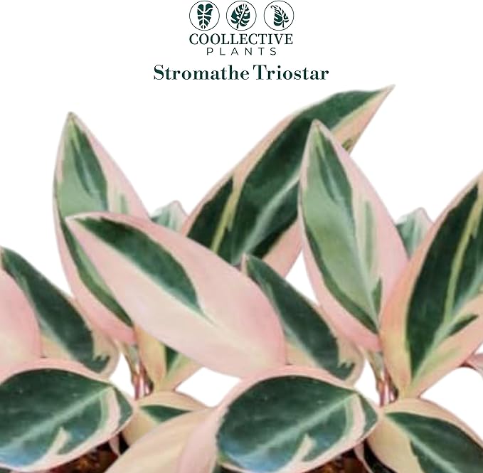 CoollectivePlants Stromanthe Triostar – 2 Live Plants in 2″ Growers Pot | Stromanthe Triostar Live Plant - Easy Care Low Maintenance Indoor Houseplants