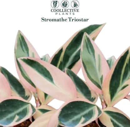 CoollectivePlants Stromanthe Triostar – 2 Live Plants in 2″ Growers Pot | Stromanthe Triostar Live Plant - Easy Care Low Maintenance Indoor Houseplants
