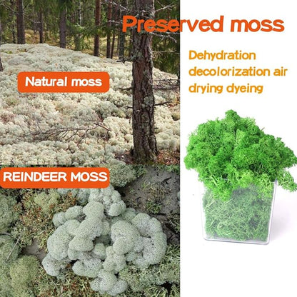 Preserved Reindeer Craft Moss - 17.6oz Natural Green DIY Kit for Terrariums, Wall Art & Decor