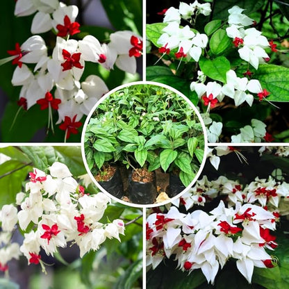 Bleeding Heart Plant Live, 4 to 8 Inch Tall, Clerodendrum Bleeding Heart Houseplant Well Rooted, Fragrant Bleeding Heart Vine (White Bleeding Heart)