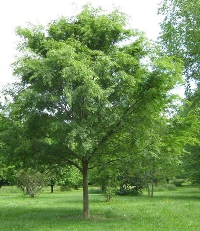 5 Chinese (Lacebark) Elm Trees - 12-24" Tall Live Plants - Fast Growing Bonsai Trees - Ulmus parvifolia