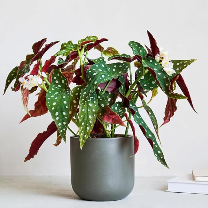 Begonia Plants Live, Rare Begonias Indoor Growing, Hanging Basket, Starter 5 to 9 Inc Tall (Maculata Angel Wing Polka Dot)