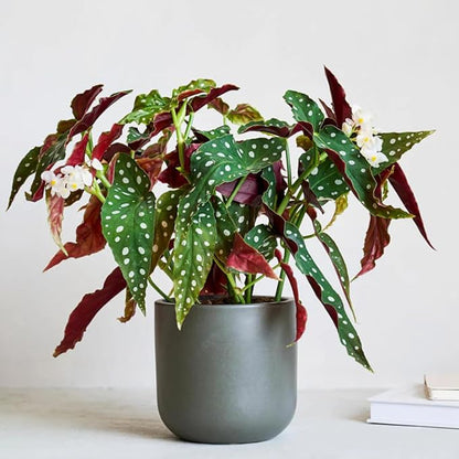 Begonia Plants Live, Rare Begonias Indoor Growing, Hanging Basket, Starter 5 to 9 Inc Tall (Maculata Angel Wing Polka Dot)