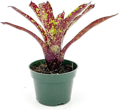 ragnaroc Live Plants – Bromeliad Neoregelia Fireball Aztec, 8-12", 4" - 1ct - Live Arrival Guaranteed - House Plants for Home Decor & Gift