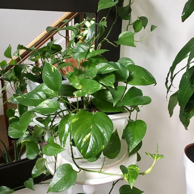 Live Pothos Plant, Pothos Live Plant from 5 to 7 Inc Tall, Houseplant Plant Gardening, 4 Inc Pot (Green)