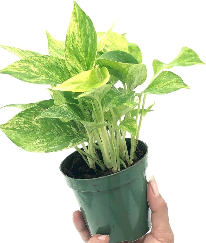 Live Pothos Plant - Epipremnum aureus ‘Marble Queen Pothos’ - ragnaroc Tropical Plant 5-8” Tall - 1ct Live Arrival Guaranteed - Low Maintenance House Plants for Home Decor & Gift