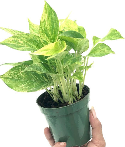 Live Pothos Plant - Epipremnum aureus ‘Marble Queen Pothos’ - ragnaroc Tropical Plant 5-8” Tall - 1ct Live Arrival Guaranteed - Low Maintenance House Plants for Home Decor & Gift