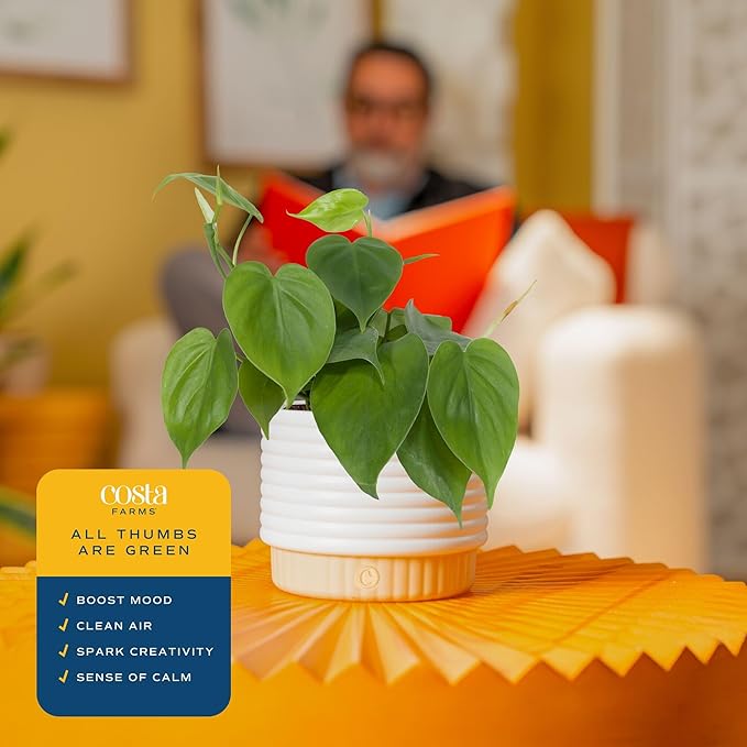 Costa Farms Philodendron Live Plant, Grower's Choice Indoor House Plant, Easy to Grow Vining Houseplant in Decorative Plant Pot, Climbing Trellis, Living Room Home or Office Decor, Birthday Gift