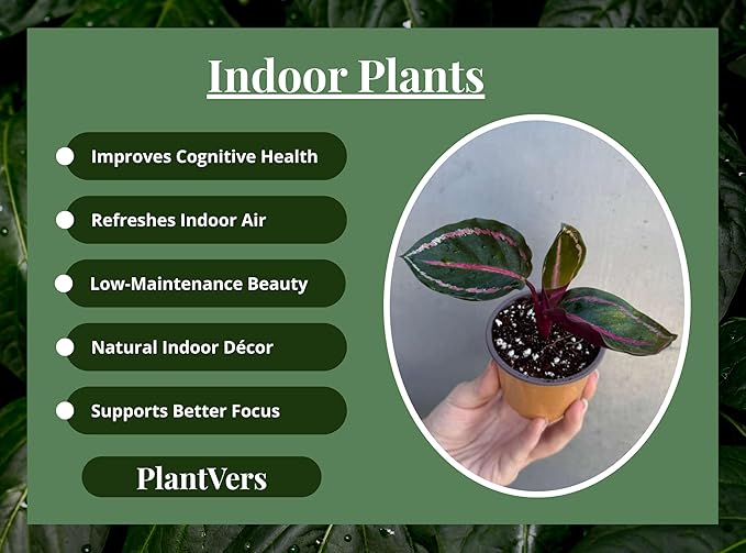 PLANTVERS Live Calathea Plant in 2" Grow Pot – Easy Care & Low Maintenance Tropical Houseplant – Air Purifying Indoor Plant for Low Light & Home Décor (Calathea Roseopicta ‘Illustris’)