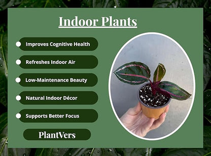 PLANTVERS Live Calathea Plant in 2" Grow Pot – Easy Care & Low Maintenance Tropical Houseplant – Air Purifying Indoor Plant for Low Light & Home Décor (Calathea Roseopicta ‘Illustris’)