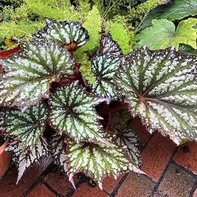Begonia Plants Live, Rare Begonias Indoor Growing, Hanging Basket, Starter 5 to 9 Inc Tall (Summer)