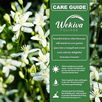 Clematis Sweet Autumn Paniculata - 3 Live Starter Plants in 2 Inch Growers Pots - Starter Plants Ready for The Garden - Rare Clematis for Collectors