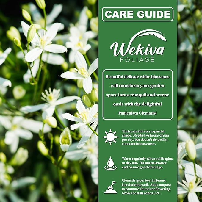Clematis Sweet Autumn Paniculata - Live Starter Plant in a 2 Inch Growers Pot - Starter Plants Ready for The Garden - Rare Clematis for Collectors