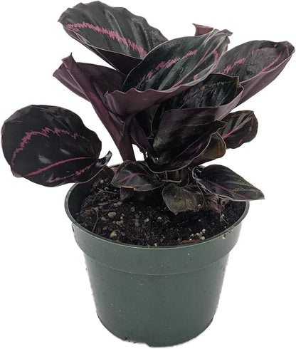 Dottie Rose Painted Prayer Plant - Calathea roseopicta 'Dottie' - Easy - 4" Pot