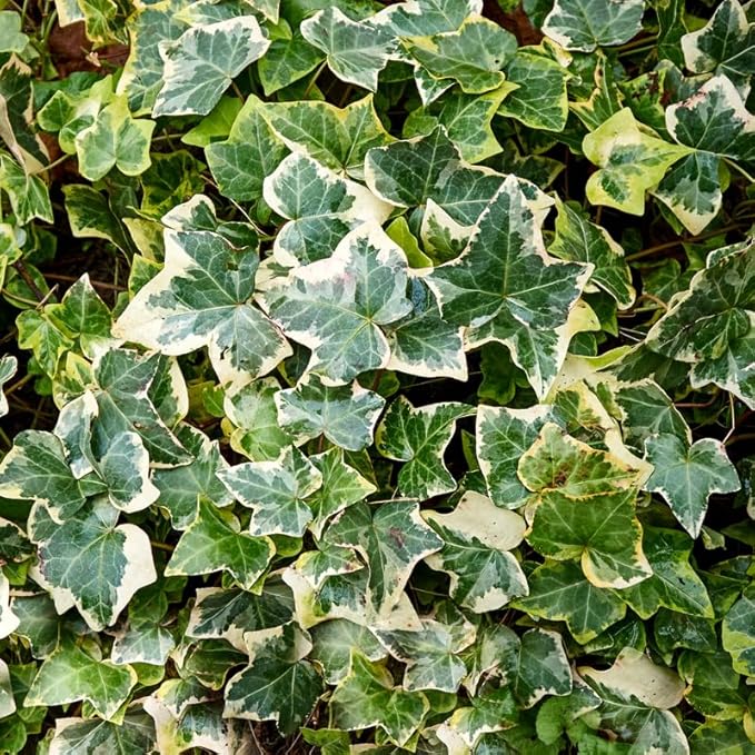 Live English Ivy Plant Indoor, Hardy English Ivy Plant, Variegated English Ivy Plant 4 Inc Pot for Gardening Indoor Outdoor