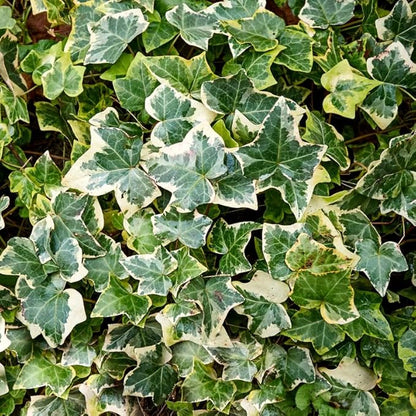 Live English Ivy Plant Indoor, Hardy English Ivy Plant, Variegated English Ivy Plant 4 Inc Pot for Gardening Indoor Outdoor