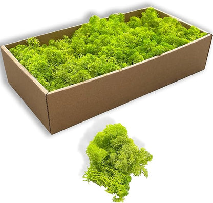Preserved 5oz Moss Artificial Moss Natural Fresh Green Moss for Craft Handicraft Arts Floral Project Wall Decor Table Decor Wedding Centerpieces Garden Terrariums Decoration
