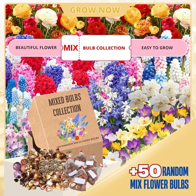 Flower Bulbs for Fall Planting, Top-Size Bulbs with 5 Varieties for Colorful Spring Blooms, Continuous 50 Days of Colorful Blooms (Mixed Flower Bulbs)